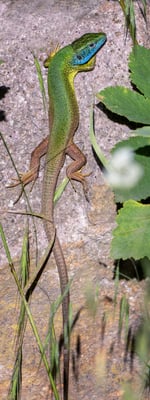 76 - Smaragdeidechse Männchen (Totale)