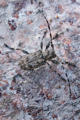 Der Keulenfüßige Scheckenbock (Aegomorphus clavipes); Isenthal, 12 Juli 2018
