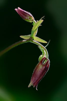 Eilde Akelei, Rigi, 19-5-13