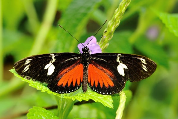 Dorisfalter (Heliconius doris)