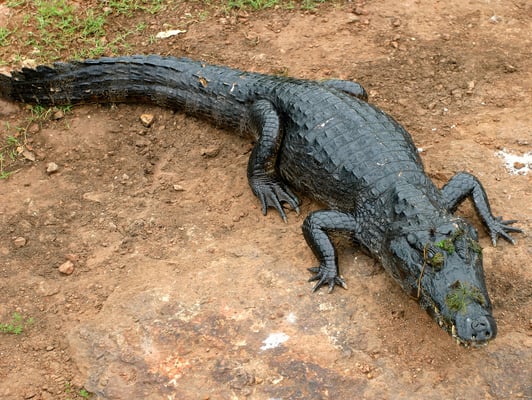 Brillenkaiman (Caiman yacare), Pantanal Brasilien