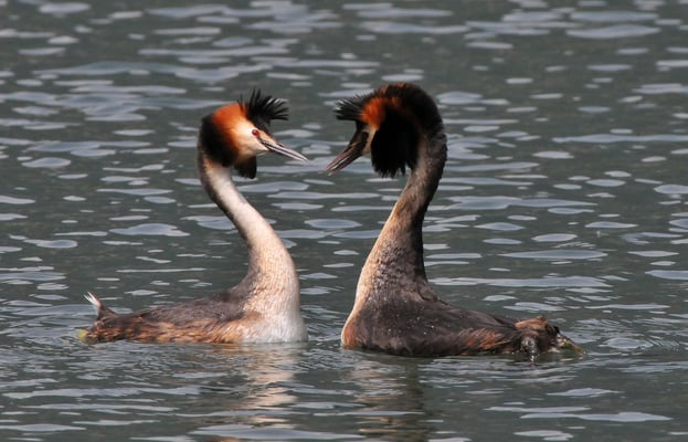 Haubentaucher Balzritual