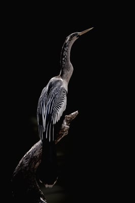 Amerikanischer Schlangenhalsvogel, Rio Frio