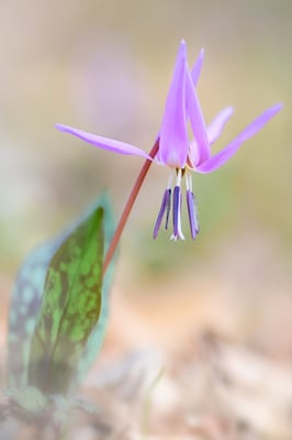 Hunds-Zahnlilie (Erythronium dens-canis)