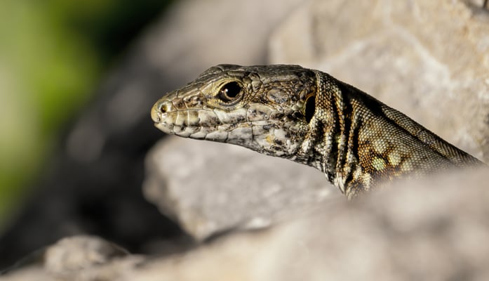 Mauereidechse; Jardin Musette; 10. Mai 2021
