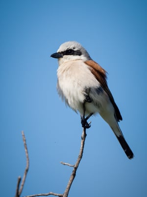 26 - Neuntöter Männchen auf seiner Warte