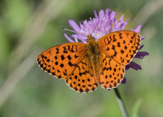 10 Brombeer-Perlmutterfalter (Brenthis daphne), Ausserberg (brüf obeäna); 16. Juni 2017