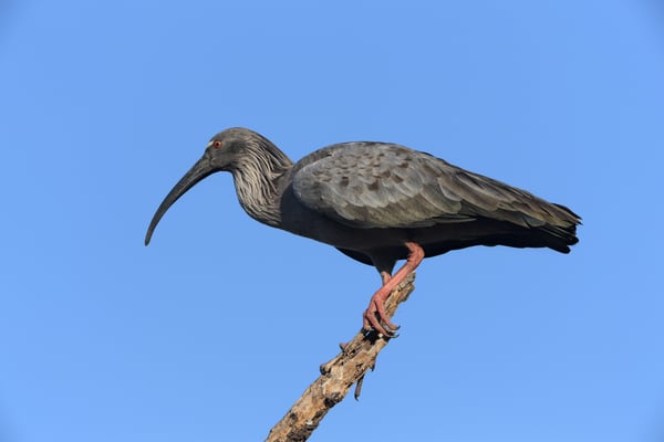 Stirnbandibis (Therisiticus caerulescens); Pantanal Juli 2016