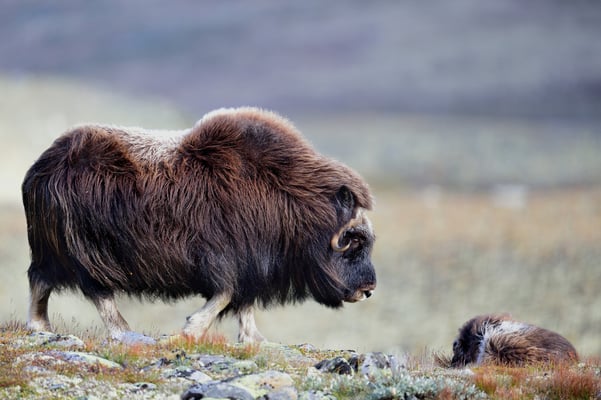 Moschusochsen im Dovrefjell: Muttertier mit Nachwuchs; 6.9.2015