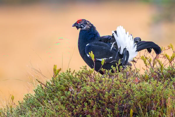 Birkhuhn-Balz; Viiksamo (FI); 7. September 2019