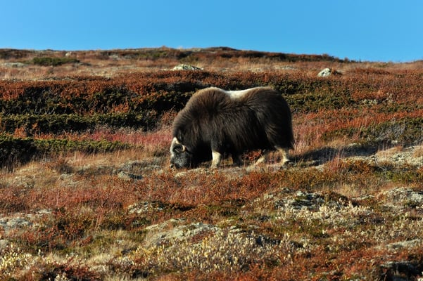 Moschusochsen im Dovrefjell