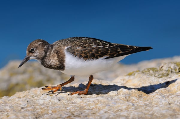 Steinwälzer; Fanel; 28-8-11