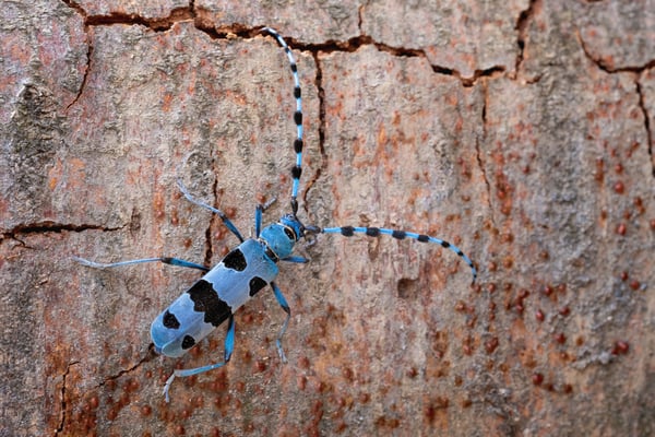 Alpenbock (Rosalia alpina); Isenthal, 12. Juli 2018