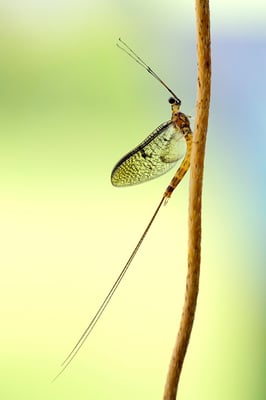 Eintagsfliege (Ephemeroptera); 8. Juli 2013, Brissago TI