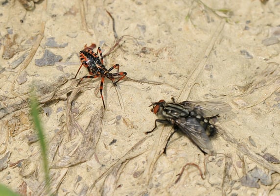 Hügel über der Villa Tiboldi, S. Stefano bei Canale; the winner is...? Rote Mordwanze(Rhynocoris iracundus).  vs. Gefleckte Hausfliege (Graphomyia maculata)