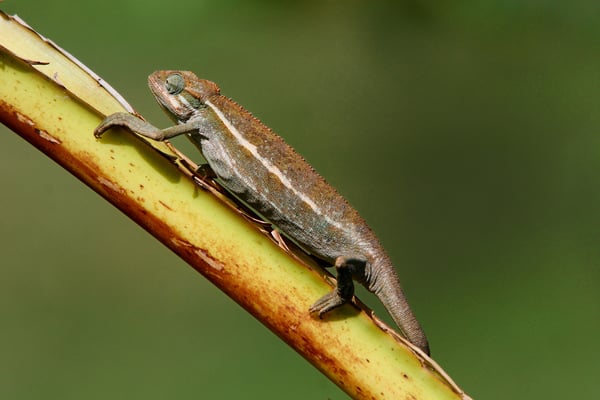 Chamaeleo ellioti, Jinja / Viktoriasee Nilquelle, Uganda