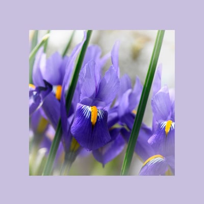 Blaue Zwergiris (iris reticulata)