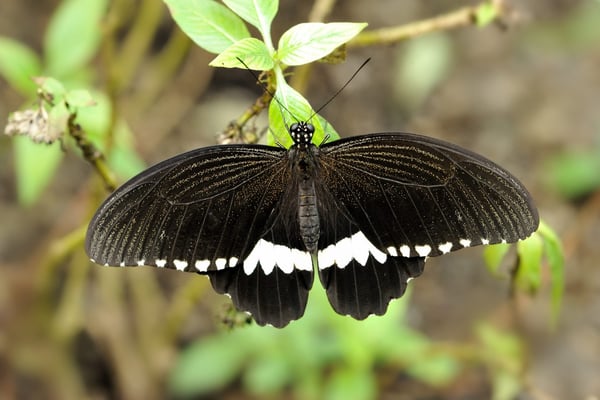 Gewöhnlicher Mormone (Papilio polytes); Weibchen