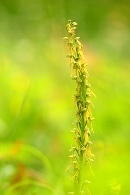 Puppenorchis (Acera Anthropophorum); Asp, 5. Jui 2016