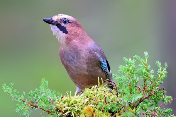 Eichelhäher (Garrulus glandarius); im Wald bei Lauvsnes (Flatanger NO); 8.9.2015