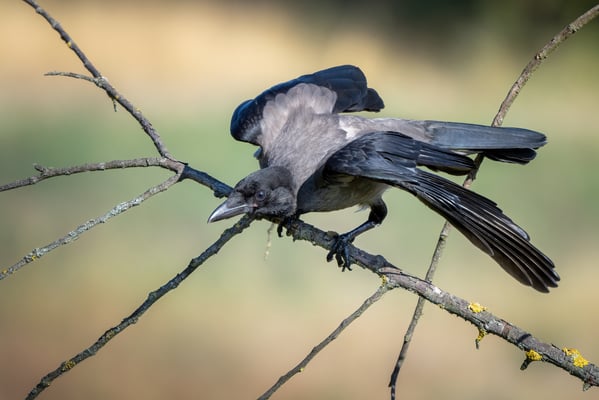 39 - Nebellkrähe Abflug