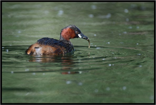 Zwergtaucher (Tachybaptus ruficollis)