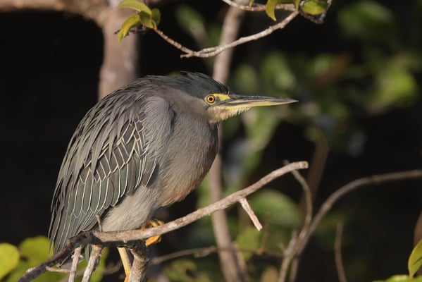 Mangrovereiher (Butorides striata); Pantanal Juli 2016