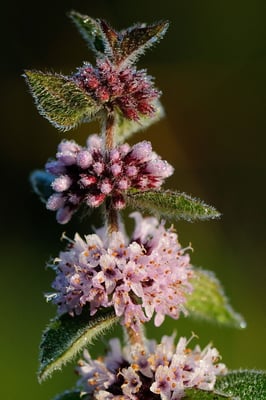 Acker-Minze (Mentha arvensis); Montfaucon; 15-8-2012