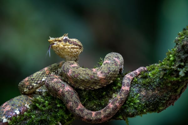 Greifschwanz-Lanzenotter (Bothriechis schlegelii), eine von mehreren Farbvarianten