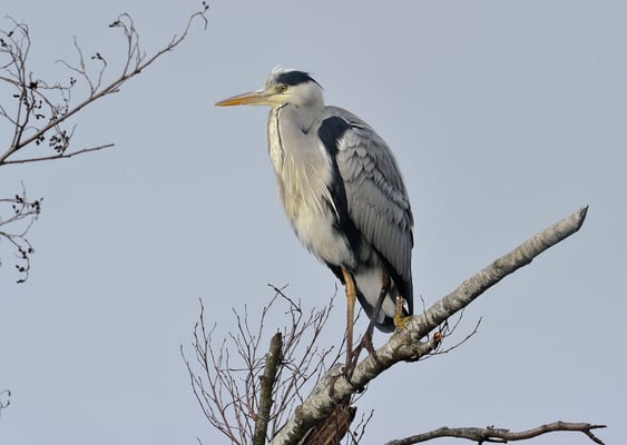 Graureiher; (Ardea cinerea); Champ Pittet