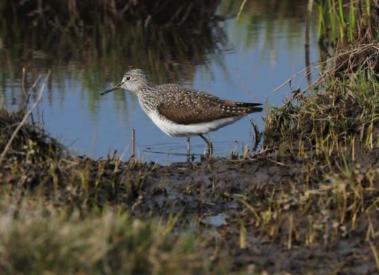 Waldwasserläufer (Tringa ochropus)