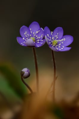 Leberblümchen (Hepatica nobilis, Syn.: Anemone hepatica); Forêt d'Antagnes (VD); 13.3.2016