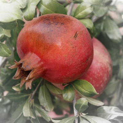 Granatäpfel (Punica granatum); Piemont; 1.10.2015