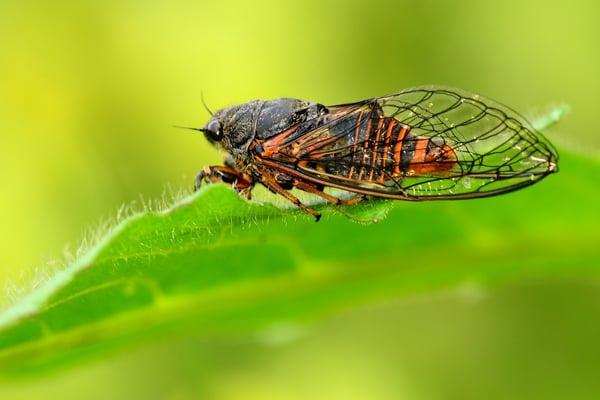 Bergsingzikade (Cicadetta montana s.l.);Grösse gut 2 cm, aufgenommen auf Magerwiese oberhalb Ast (AG); 5. Juni 2016