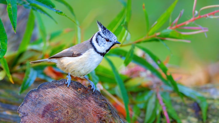 Haubenmeise, Viiksimo, 7. September 2019