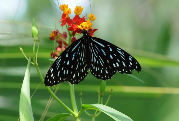 Schwarzer Tiger (Tirumala septentrionis)