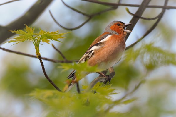 Auswahlbild 30 - Buchfink markiert Revier
