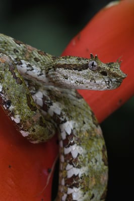 Greifschwanz-Lanzenotter (Bothriechis schlegelii), andere Farb-Variante