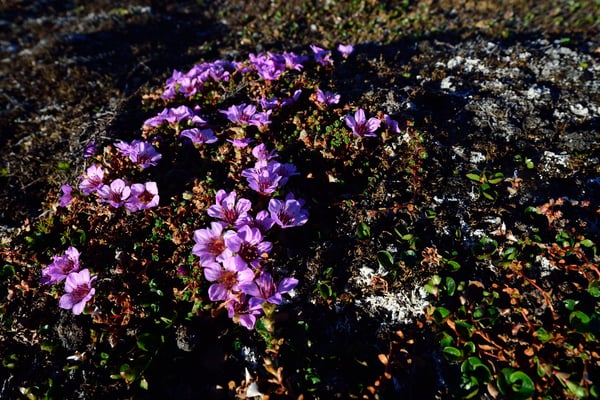 Roter Steinbrech (Saxifraga oppositifolia); erster Landgang Svalbart 3. Juli 2015