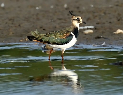 Kiebitz (Vanellus vanellus)