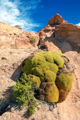 Yareta (extrem langsam wachsender Doldenblütler der Anden, wächst zw. 3500 und 5200 müM)