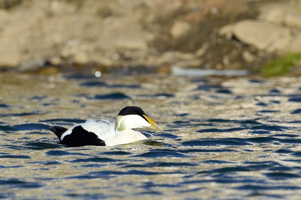 Eiderente (Somateria mollissima), Belegaufnahme; 5. Juli 2015, Longyearbyen