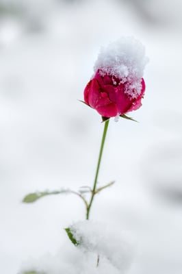 Rose im Schnee; vor der Haustür; 6. Januar 2019