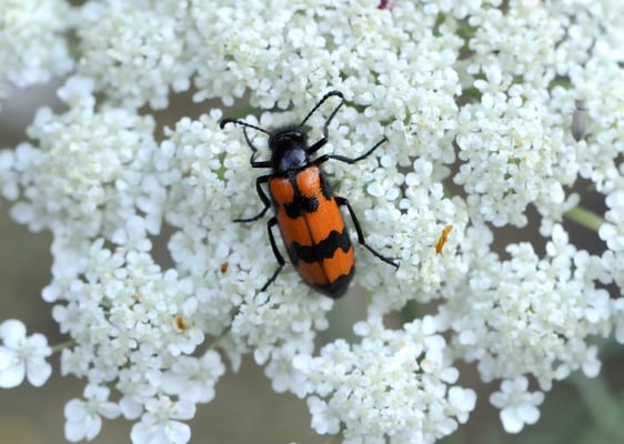 Gemeiner Bienenkäfer (Trichodes apiarius)