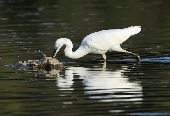 Seidenreiher (Egretta garzetta); Neerachr Ried