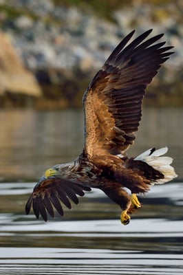 Seeadler (Haliaeetus albicilla) auch abends auf Fischfang, Flatanger Norwegen; 10.9.2015