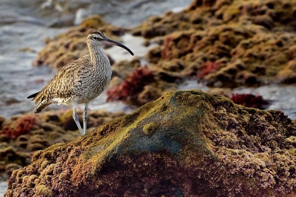 Regenbrachvogel (Numenius phaeopus); Arrecife (Lanzarote), 8. Februar 2016