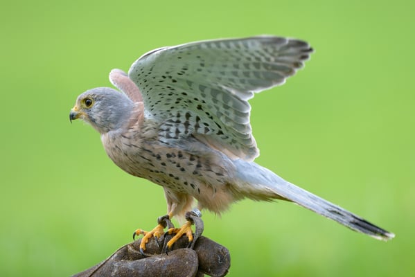 Turmfalke | Falco tinnunculus | Jagdexemplar, Luzerner Hinterland, Herbst 2012