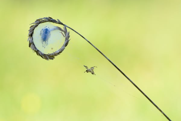 Schilfrad-Spinne (Larinioides cornutus); jedenfalls seltsam; Plain de Saigne, Montfaucon (JU)