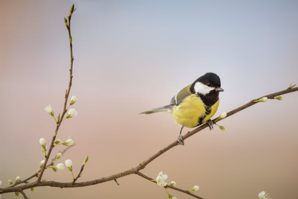 Auswahlbild 14 - Kohlmeise